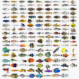 Fish Collection 03 3D model